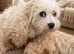 UPDATED-READY NOW Adorable maltipoo puppies