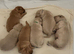 Golden retriever puppies