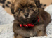 Beautiful Kc Reg’d Havanese Puppies Boys and Hirls