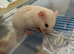 Syrian hamster baby female