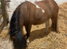 Standard reg Shetland yearling filly