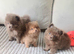 Beautiful lilac pomeranian girls
