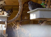 Diamond Doves ready now