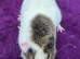 BABY TEDDY SOWS