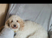 4 beautiful female cockapoos for sale