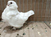 Pure white Chinese owl pigeons