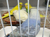 Budgies different mutations