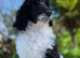 Standard Poodle