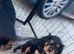 Cavalier King Charles pups for sale