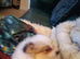 9 weeks old Pomeranian male puppy