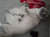 Ready to leave now Beautiful ragdoll kittens