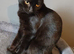 Female kitten