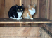 Adorable kittens