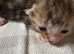 Beautiful kittens