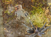 Phormictopus juvenile