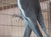 Various Colours Cockatiels