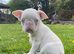 Reduced Last female Pink KC registered French Bulldog puppy
