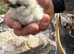 Unsexed Silkie Chicks.