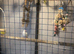 Two Yellow Lutino Budgies
