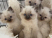 Pure ragdoll kittens