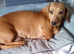 Dachshund