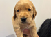 EXCEPTIONAL KC GOLDEN RETRIEVER PUPPIES