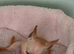Chiweenie