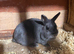 Pure breed Netherlands dwarf female