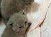 Lilac British shorthair