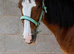 Traditional cob gelding