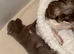 Tiny teddy bear chihuahuas
