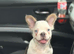 KC Blue & tan husky fluffy french bulldog