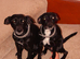 URGENT! Two 8-year-old Cocker-Jack Female Dogs