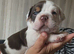 ️Beautiful olde English bulldogs️