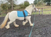 13.2 skewbald mare