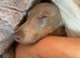 Miniature dachshund -reduced 700