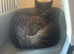 Fluffy Russian blue