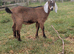 BGS Registered Anglo Nubian Male Kid For Sale