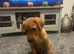 male Labrador. For sale