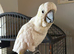 Female cockatoo