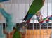 Proven Breeding Pair of Green Cheek Conures (Cage Available)
