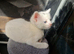 Beautiful kittens READY NOW