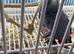 Breeding male African grey