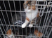 3 Bengal Mix Tabby Kittens & 2 Ginger & white kittens for sale
