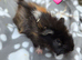 Young guinea pigs looking for new homes