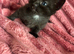 Girl kitten ready
