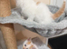 2 girls left gorgeous kittens