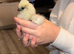 Silkie chicks
