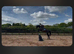 17hh gelding
