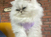 Pure chinchilla Persian
